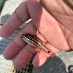 オオスジイシモチ