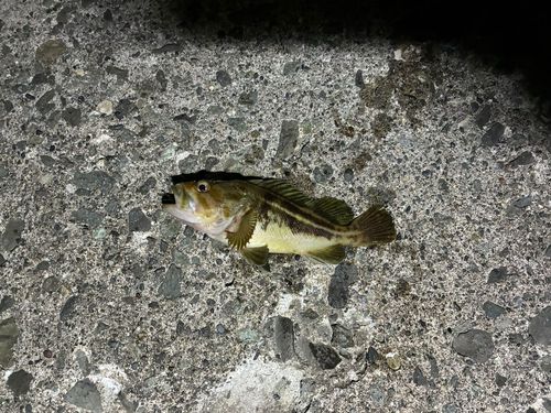 シマソイの釣果