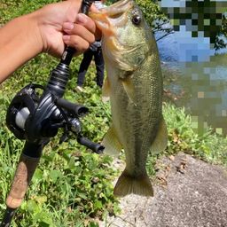 ラージマウスバス