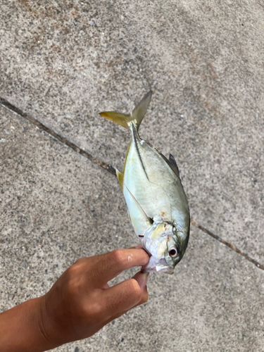 メッキの釣果