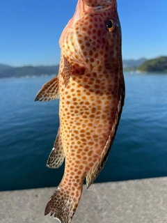 オオモンハタの釣果