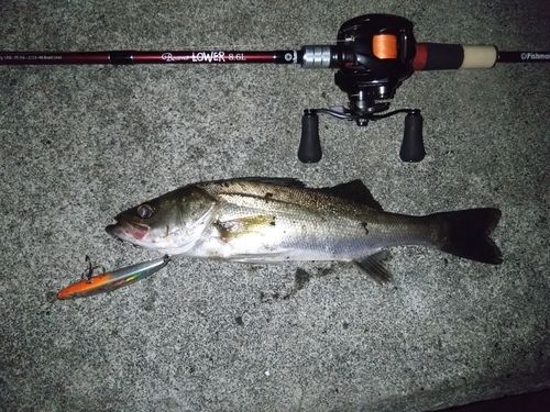 シーバスの釣果