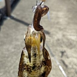 アオリイカ