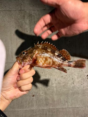 カサゴの釣果