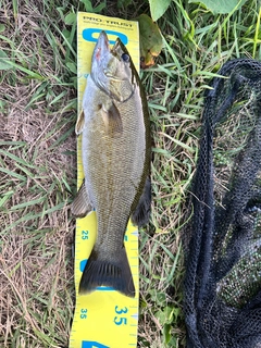 スモールマウスバスの釣果