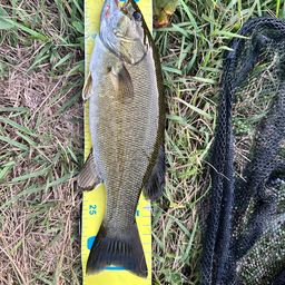 スモールマウスバス