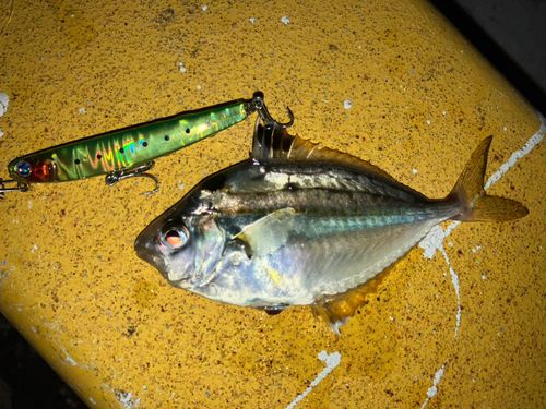 ヒイラギの釣果
