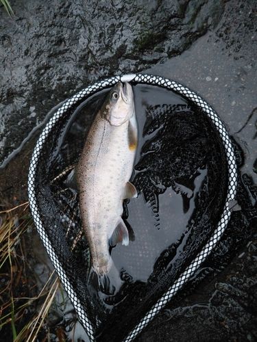 アマゴの釣果