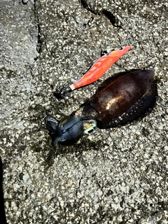 アオリイカの釣果