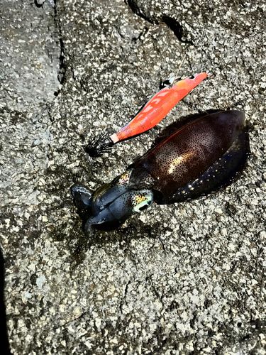 アオリイカの釣果