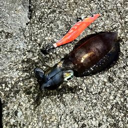 アオリイカ