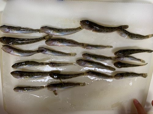 江戸川下流