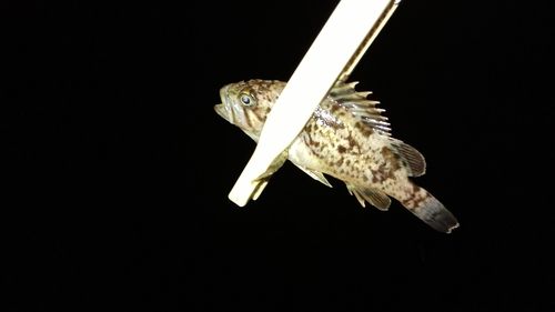 クロソイの釣果