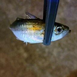 アジ