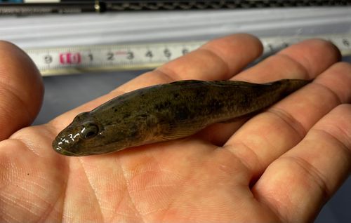 ウロハゼの釣果