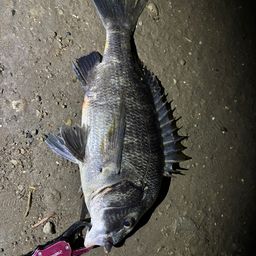 クロダイ