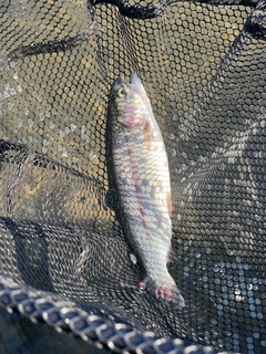 ニジマスの釣果