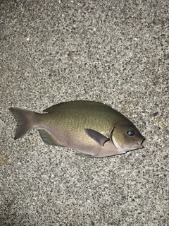 オナガグレの釣果