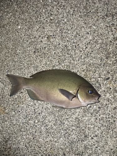 オナガグレの釣果