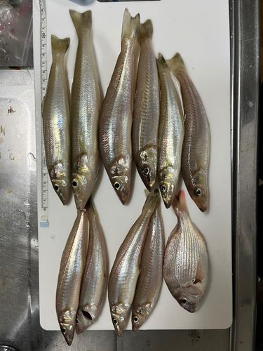 キスの釣果