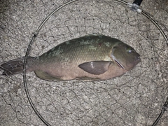 グレの釣果