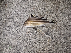 コロダイの釣果