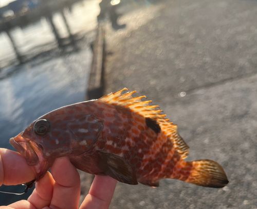 キジハタの釣果