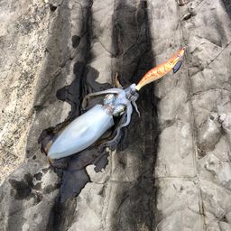 アオリイカ