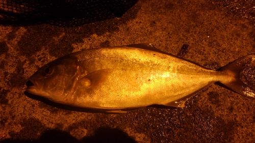 カンパチの釣果