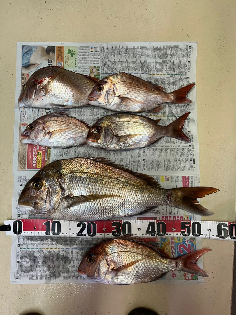 (青物語)さんの釣果 1枚目の画像