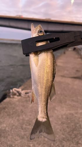 スズキの釣果