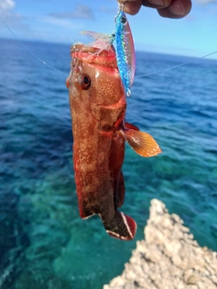 ニジハタの釣果