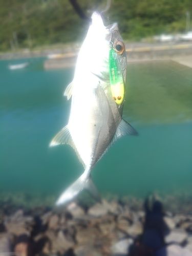 ギンガメアジの釣果