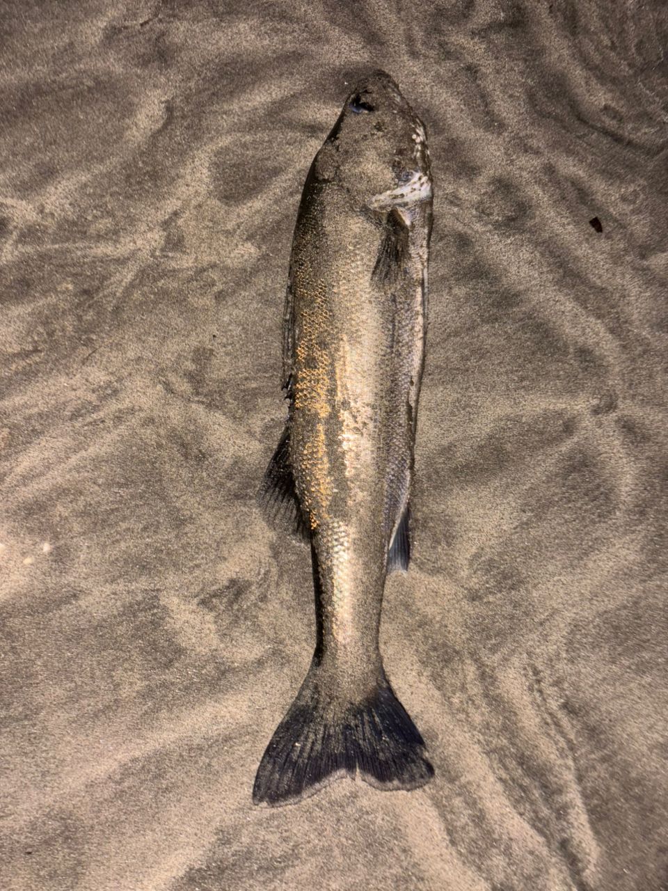 セイゴ（タイリクスズキ）