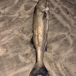 セイゴ（タイリクスズキ）