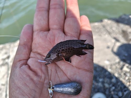 オオモンハタの釣果