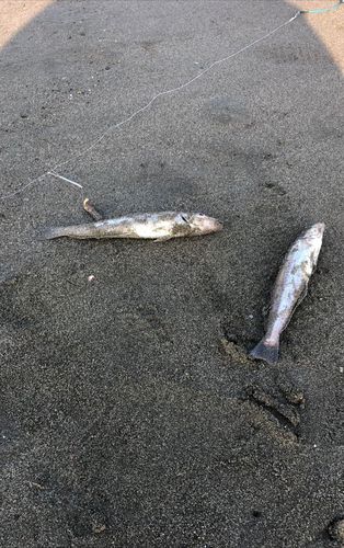 茅ヶ崎海岸