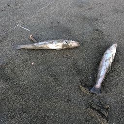 シロギス