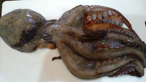 マダコの釣果
