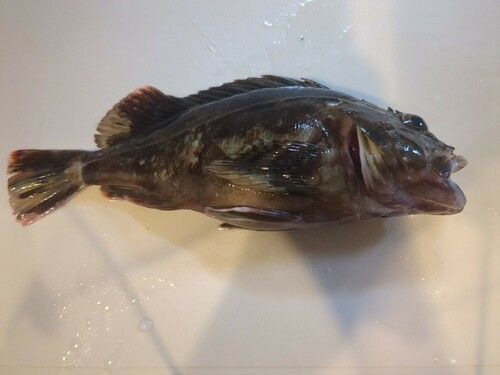 カサゴの釣果