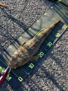 マゴチの釣果