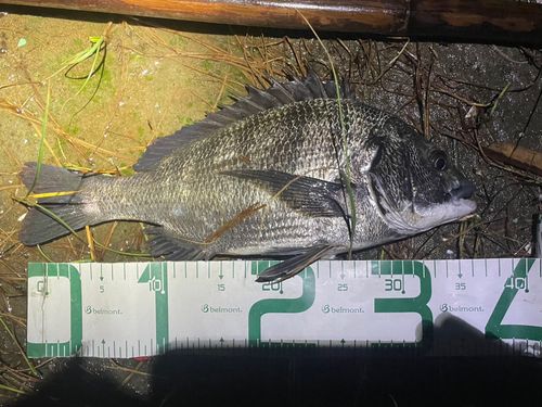 チヌの釣果