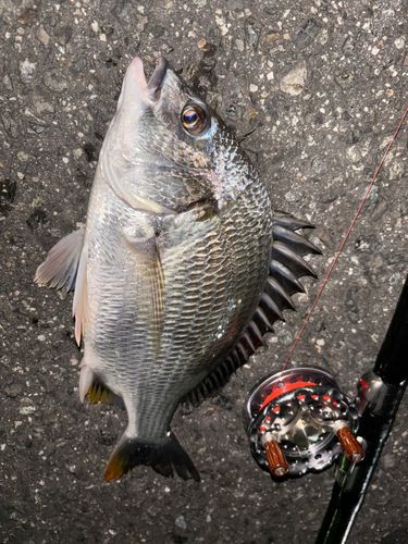 キビレの釣果