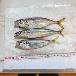 アジ