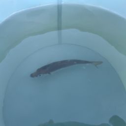 アジ