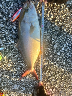 ネイリの釣果
