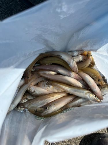 キスの釣果
