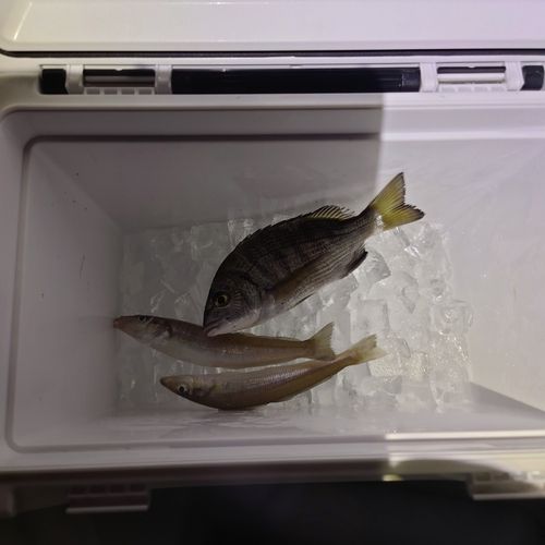 和歌浦湾