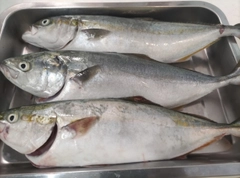 ワカシの釣果