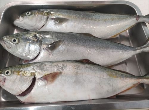 ワカシの釣果